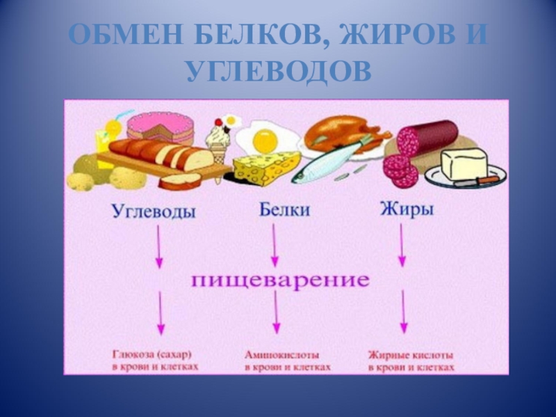 Обмен белков, жиров и углеводов