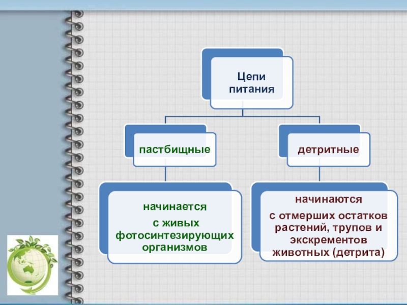 Схема детритной пищевой цепи