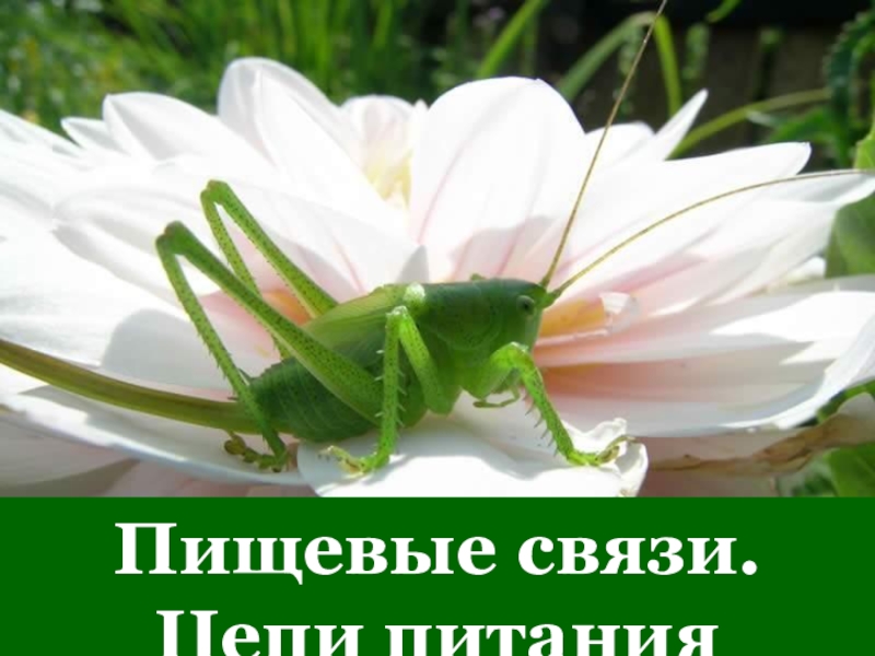 Пищевые связи. Цепи питания