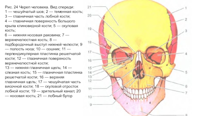 Скуловая и теменные кости. 24. Череп. Вид спереди.. Череп человека вид спереди. Чешуйчатая часть кости черепа.