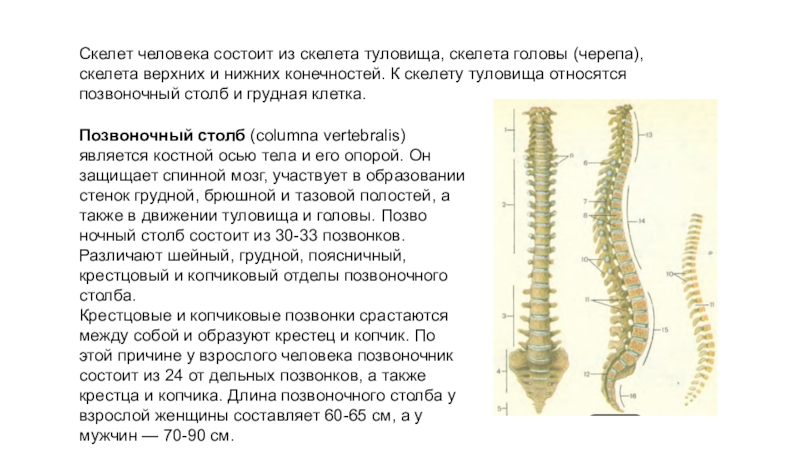 Скелет туловища конспект. Скелет туловища Позвоночный столб. Анатомо функциональные особенности скелета туловища. Характеристика скелета туловища кратко. Позвоночный столб и грудная клетка.