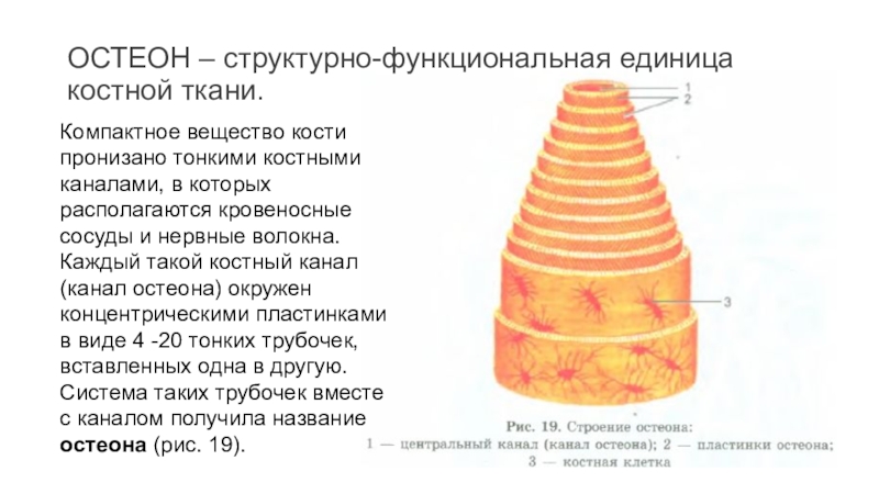 Структурная единица кости рисунок