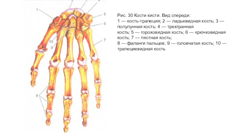 Кисть руки анатомия кости рисунок с описанием