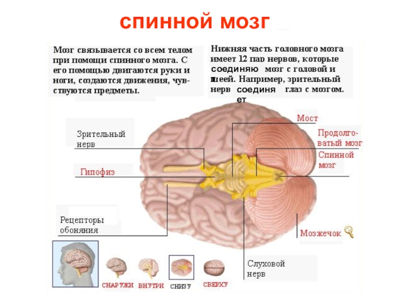 Спинной мозг и головной мозг презентация