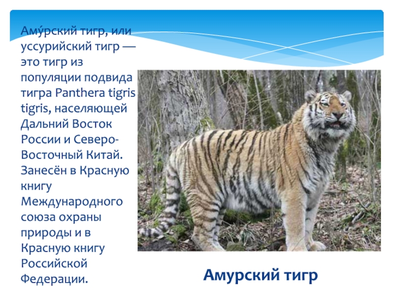 Реферат: Российский медведь и китайские тигры