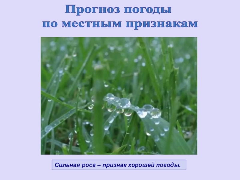 Условие росы. Признаки хорошей погоды. Местные признаки погоды презентация. Местные признаки предсказания погоды. Предсказания климата по местным признакам.