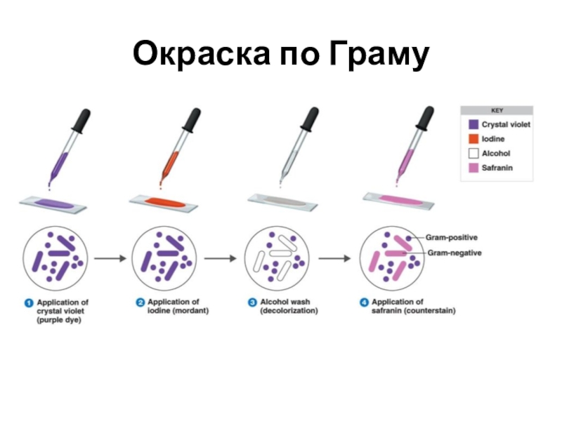 Окраска по граму