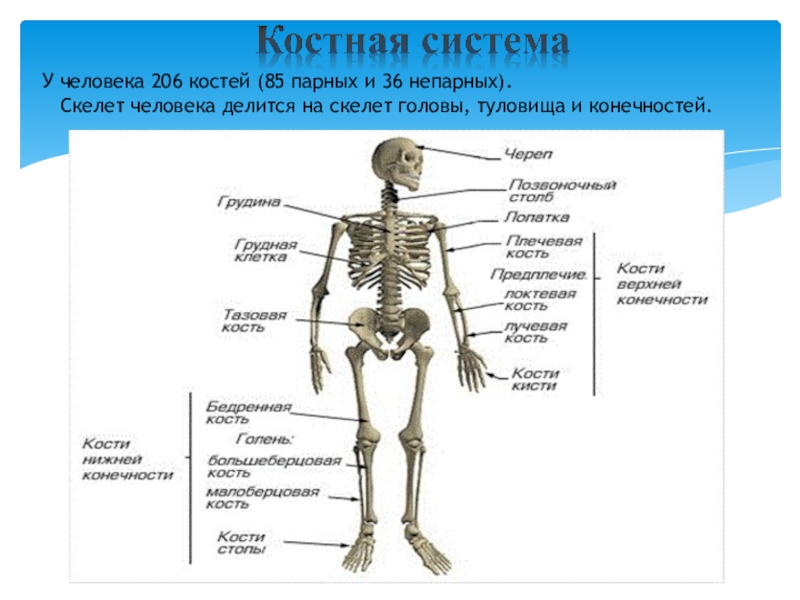 Презентация костная система человека