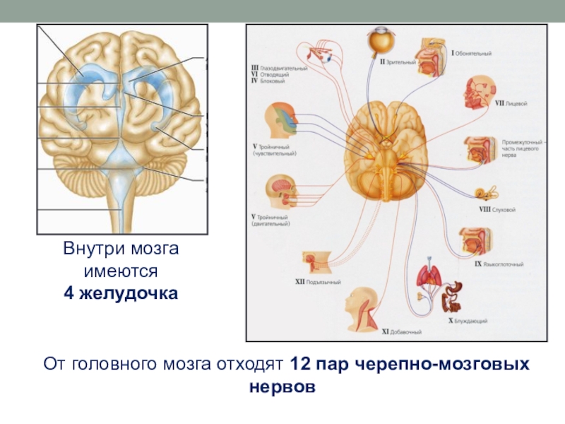 От головного мозга отходят черепно мозговые нервы