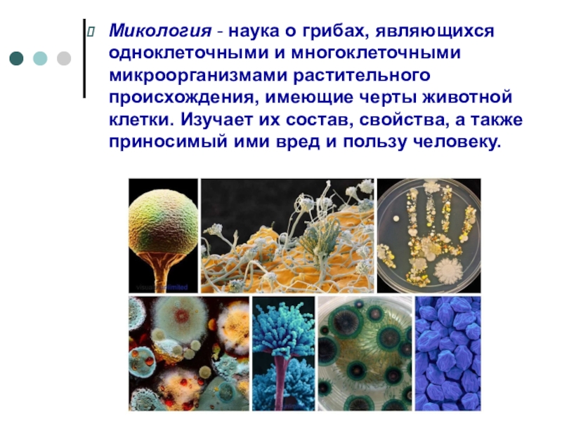 Наука изучающая вирусы. Разделы микологии. Предмет изучения микологии. Микология в дерматологии.