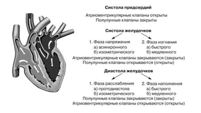 Систола левого предсердия. Систола предсердий полулунные клапаны. Строение сердца атриовентрикулярный клапан. Фазовый анализ систолы желудочков. Систола желудочков фаза напряжения.