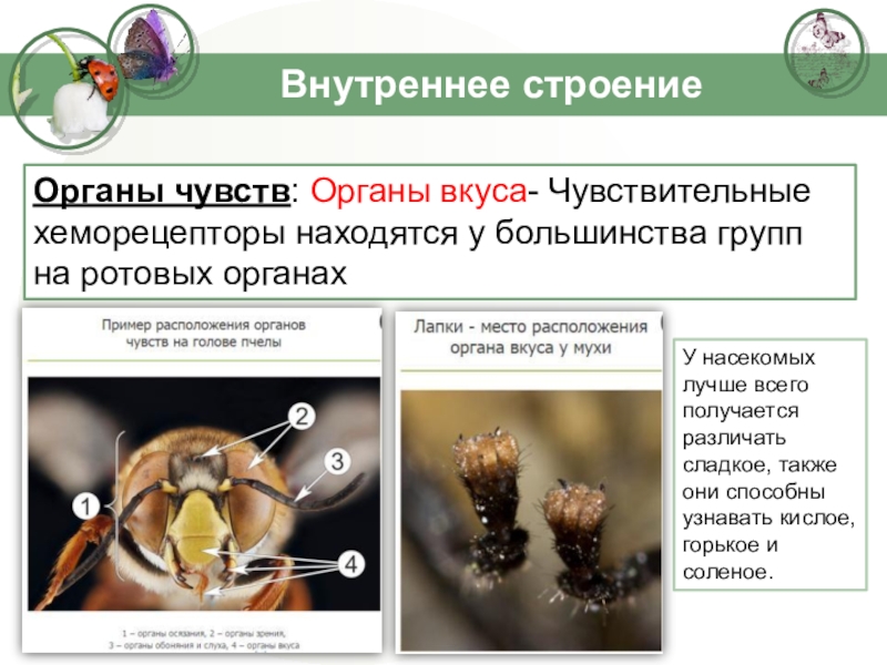 Чувства насекомых. Органы чувстнасекомых. Органы чувств насекомых. Органы чувств насекомых презентация. Органы чувств насекомых строение.