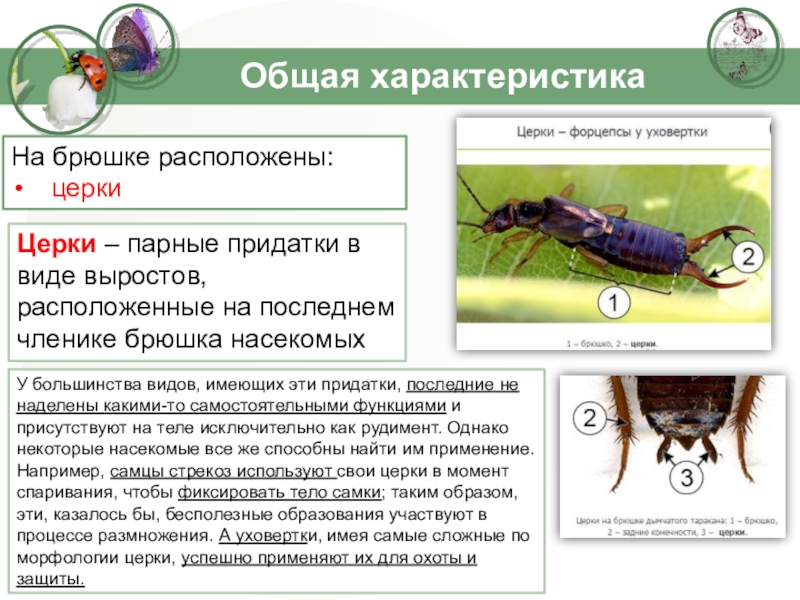 Общая характеристика насекомых презентация