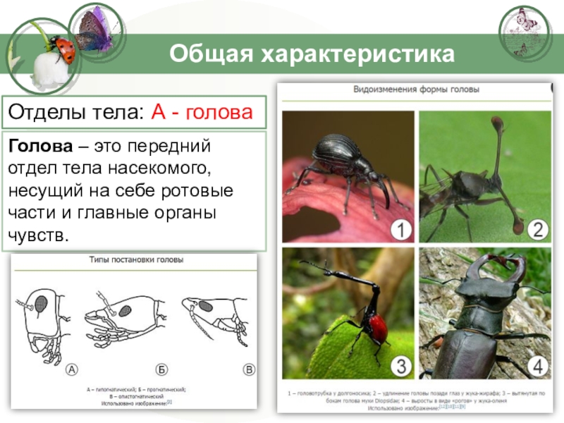 Общая характеристика насекомых презентация