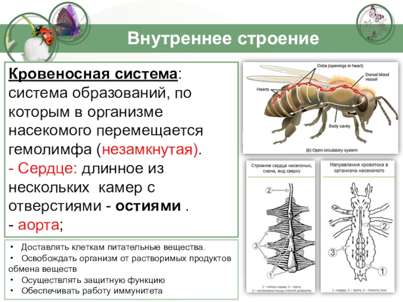 Рассмотрите схему строения кровеносной системы пчелы имеют ли пчелы смысл понятия артериальной