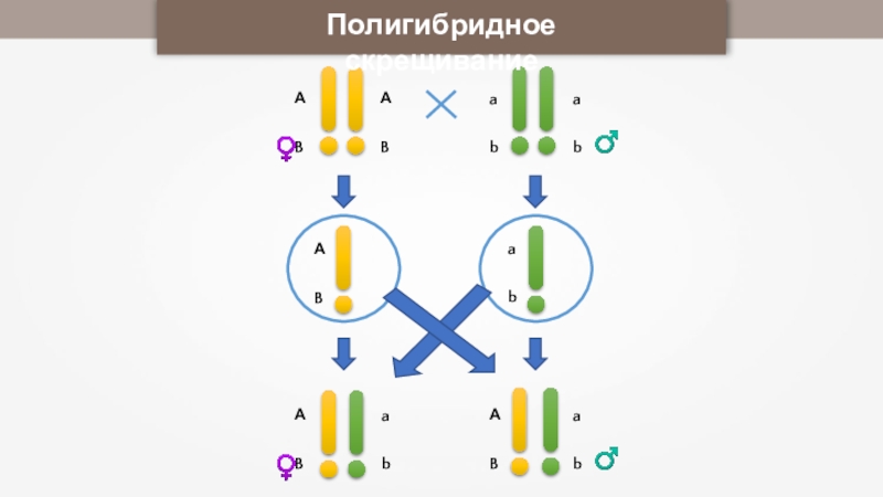 Скрещивание скиллов. Возвратное скрещивание. Возвратное скрещивание в генетике это. Анализирующее и возвратное скрещивание. Полигибридное скрещивание.