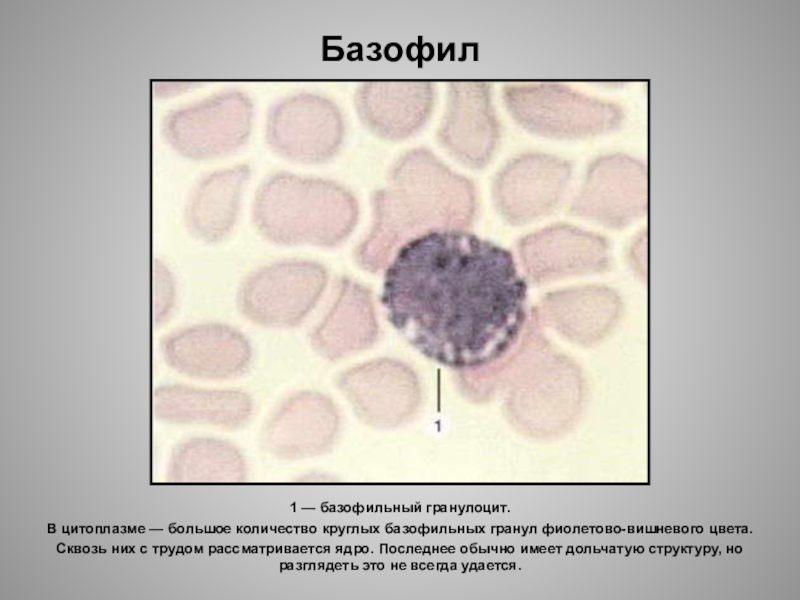 Клетка с базофильной цитоплазмой. Базофильный гранулоцит гистология. Базофильная цитоплазма это. Базофильные гранулы. Базофильные структуры.