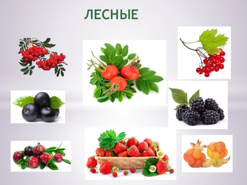 ЯГОДЫ ЛЕСНЫЕ ЛЕСНЫЕ