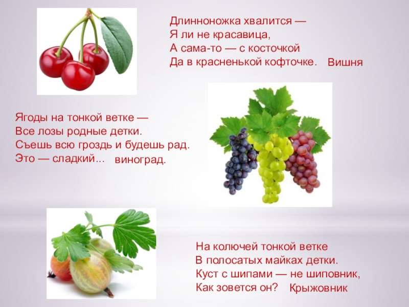 ЯГОДЫ Длинноножка хвалится — Я ли не красавица, А сама-то — с Длинноножка хвалится — Я ли не красавица, А сама-то — с косточкой Да в красненькой кофточке.ВишняЯгоды на