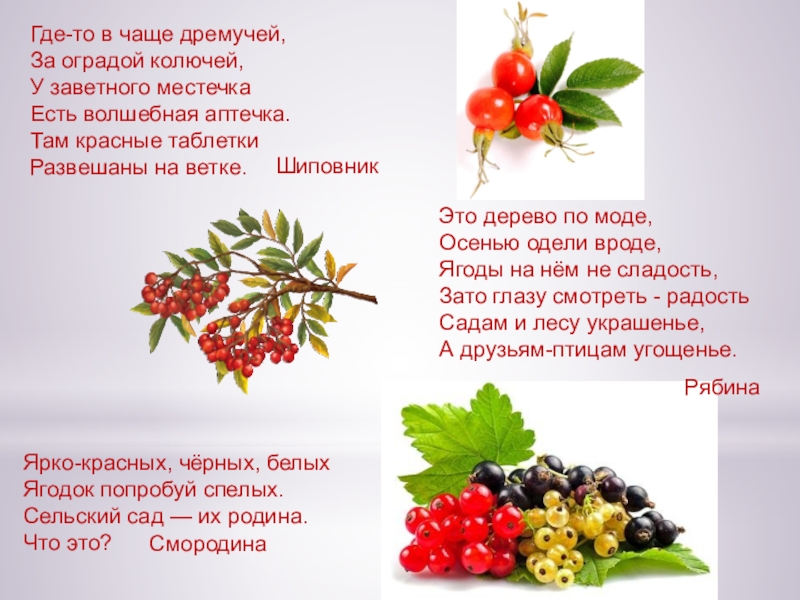 ЯГОДЫ Где-то в чаще дремучей, За оградой колючей, У заветного местечка Есть Где-то в чаще дремучей, За оградой колючей, У заветного местечка Есть волшебная аптечка. Там красные таблетки Развешаны