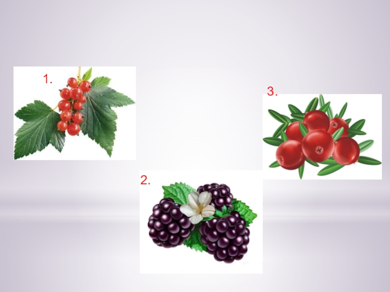 ЯГОДЫ 1.2. 3. 1.2. 3.