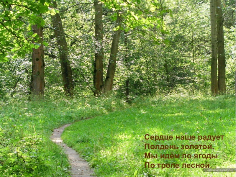 ЯГОДЫ Сердце наше радуетПолдень золотой.Мы идём по ягодыПо тропе лесной. Сердце наше радуетПолдень золотой.Мы идём по ягодыПо тропе лесной.