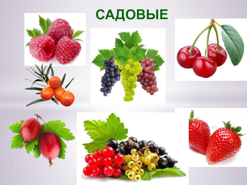 ЯГОДЫ САДОВЫЕ САДОВЫЕ
