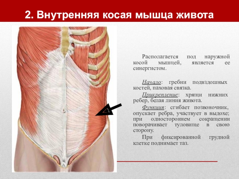 Косая мышца живота анатомия картинки