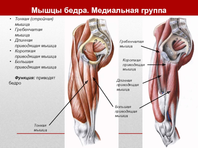 Приводящие мышцы бедра анатомия картинки