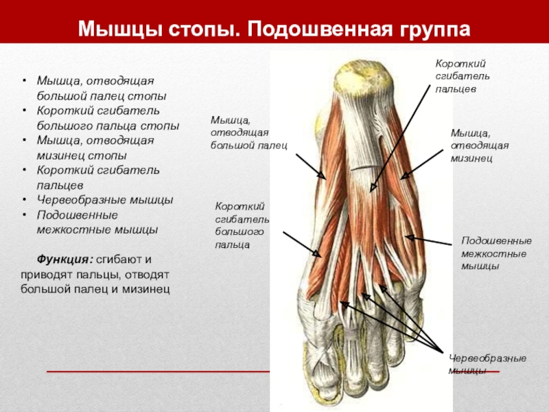 Фото мышцы стопы