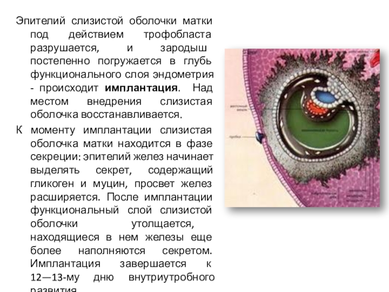 Оплодотворение и развитие плодного яйца презентация