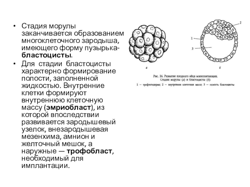 Оплодотворение и развитие плодного яйца. Стадии развития эмбриона морула. Стадии дробления образование морулы. Образование бластоцисты стадии. Стадия морулы у человека.