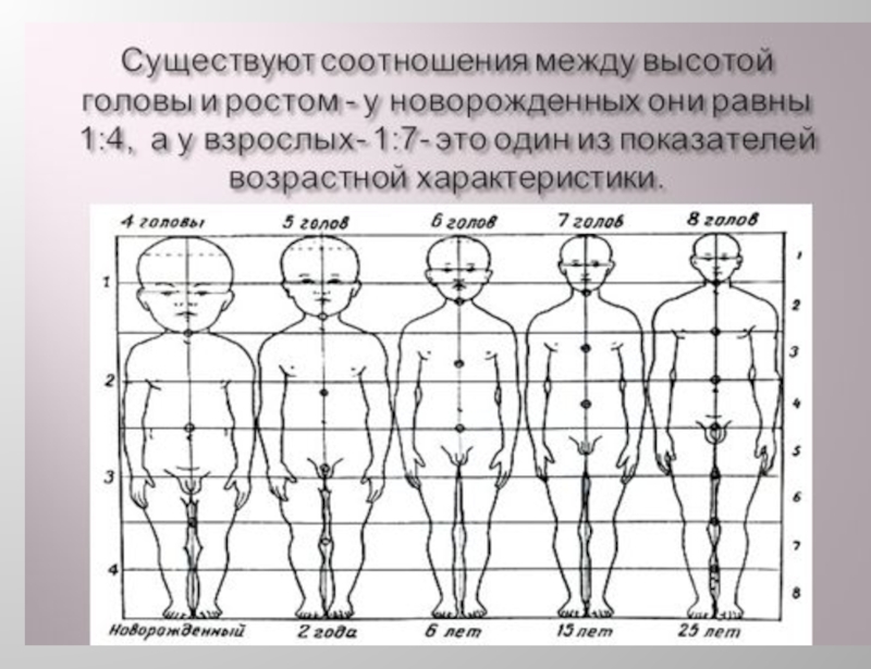 Возрастная физиология и психофизиология