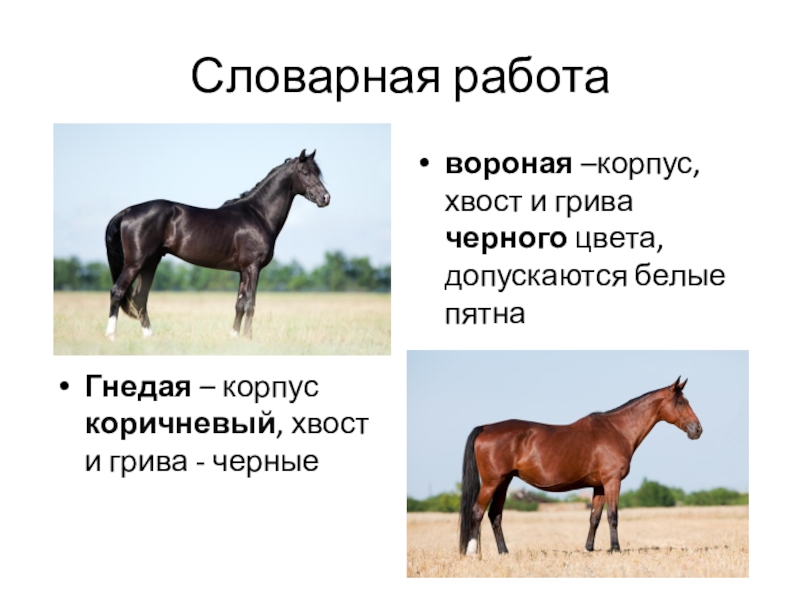 В хвост и в гриву значение. Грива синонимы. Грива другое слово. Грива коня падеж. Какую функцию выполняет грива.