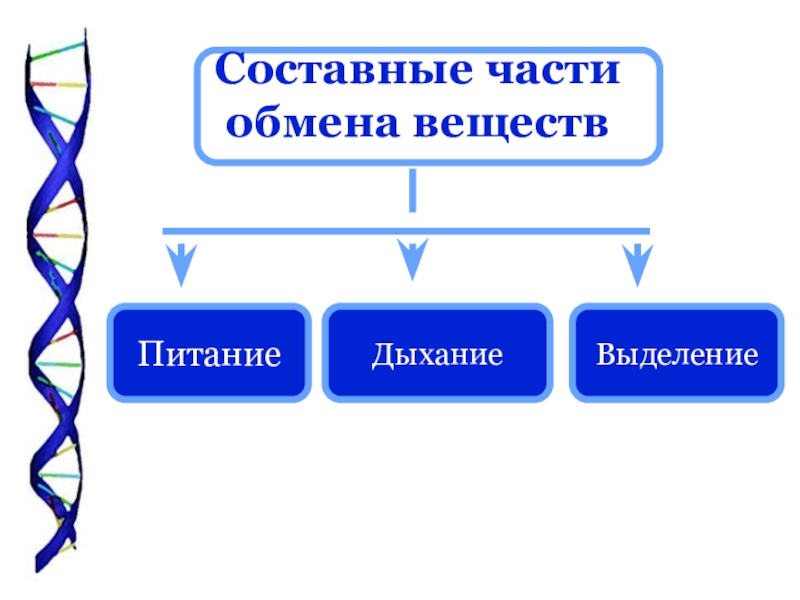 Обмен веществ и питание презентация