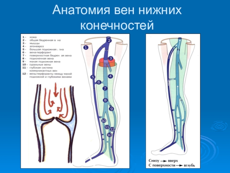 Вены голени анатомия схема