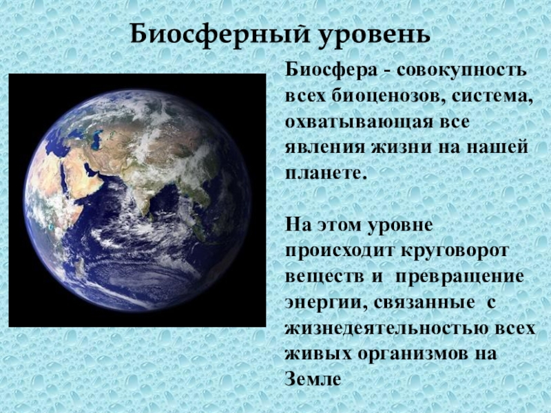 Биосферный уровень общая характеристика. Биосферный уровень. Биосферный уровень жизни. Биосферный уровень организации. Биосферный уровень это в биологии.