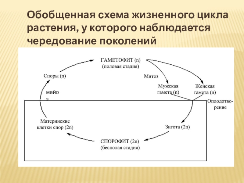 Жизненный цикл высших растений. Схема жизненного цикла.