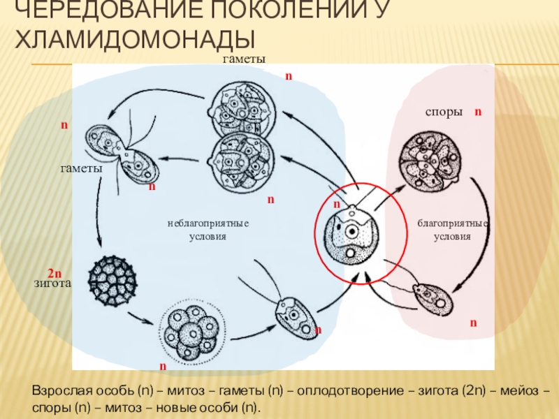 Схема жизненного цикла растения гаметы. Гамета и зигота. Гаметы зигота споры. Гаметогенез у растений презентация. Контактное взаимодействие гамет.