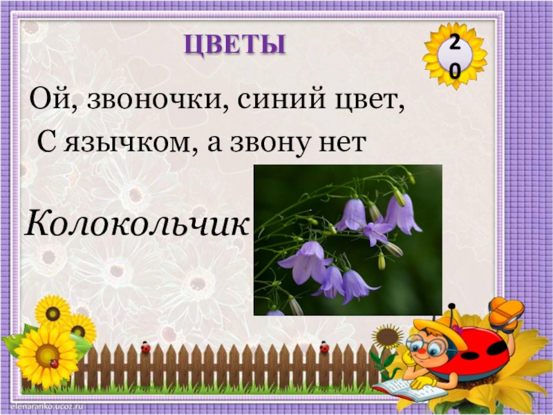 Основа слова звоночек. Звоночки синий цвет звона нет. Эй звоночки синий цвет с язычком а звону нет. Эй звоночки синий цвет с язычком а звону нет отгадка. Как определить Возраст колокольчика.