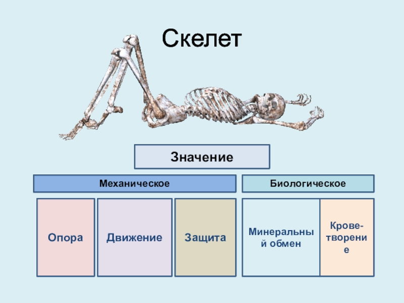 Скелет участвует в обмене. Минеральный скелет. Минерализация скелета. Организмы с минеральными скелетами. Органический и минеральный скелет.