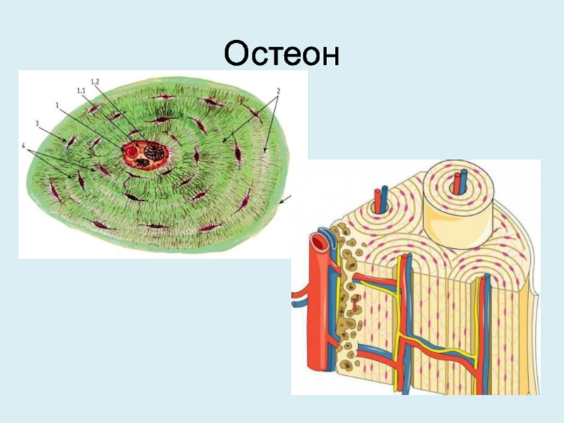 Строение остеона рисунок с подписями