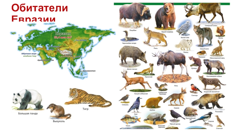Кто живет в евразии. Животный мир Евразии список. Животные материков Евразия. Животные для Евы. Животные которые живут в Евразии.