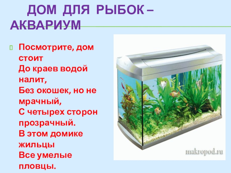 В аквариум налито 25. Аквариум для презентации. Интеллектуальные аквариумные рыбки. Определение качества воды в аквариуме. Аквариумные рыбки буклет.