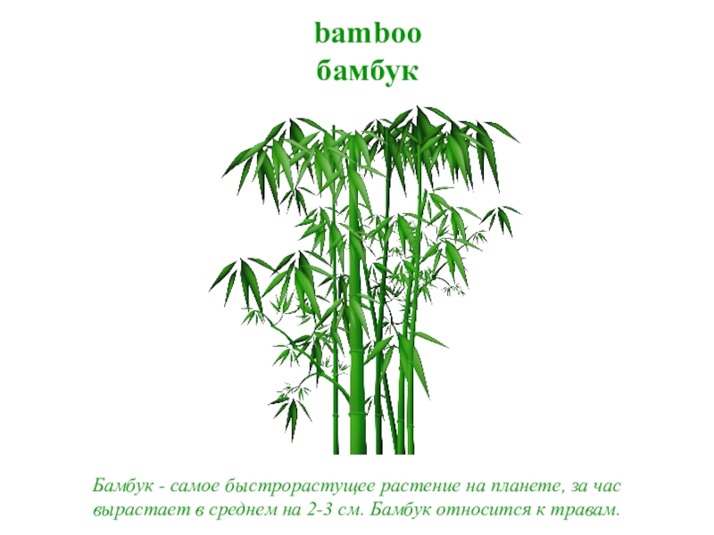 Бамбук в среднем вырастает. Рост бамбука. Бамбук быстрорастущее растение. Самый бысро оастуший бамбук. Строение бамбука.