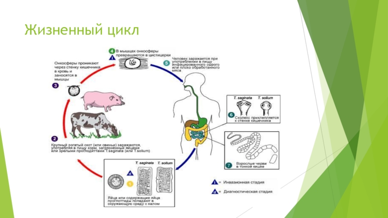 Цикл ленточных червей. Класс ленточные черви жизненный цикл. Цикл развития ленточных червей. Общий цикл развития ленточных червей. Жизненный цикл ленточных червей общая схема.