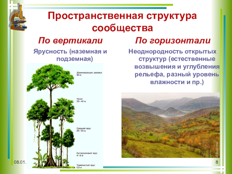 Пространственная структура биоценоза презентация