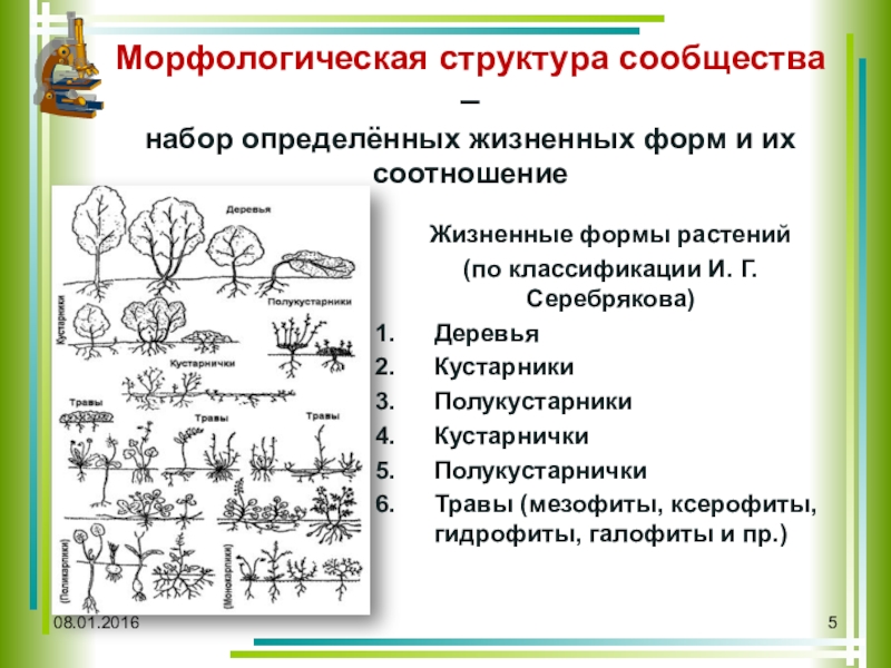 Жизненные формы растений и животных презентация