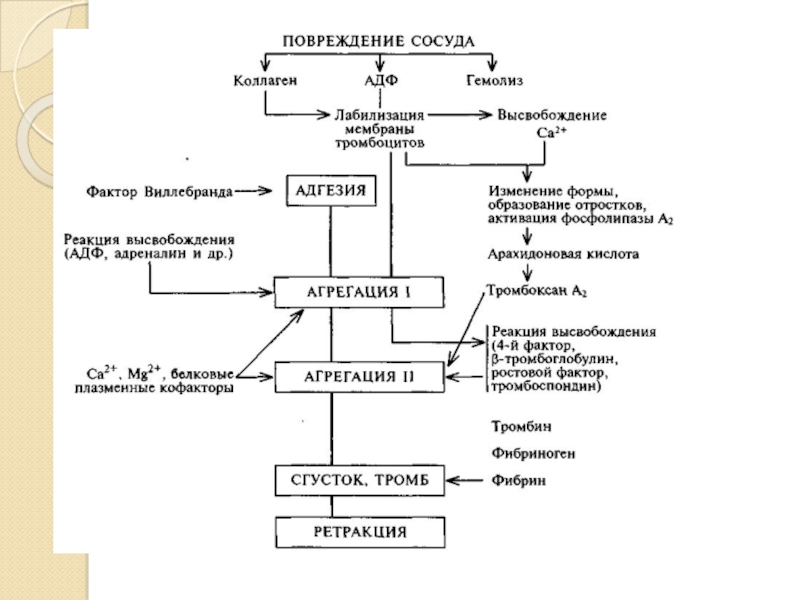 Схема агрегации тромбоцитов