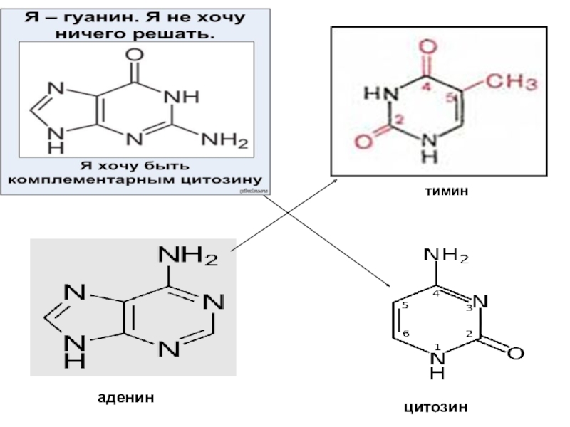 Тимин синтез. Аденин цитозин Тимин. Формулы аденина Тимина цитозина гуанина. Аденин + Тимин реакция. Аденин и цитозин формула.
